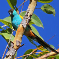 Hooded Parrot